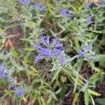 Caryopteris x clandonensis Blomst