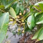 Syzygium guineense Фрукт