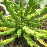 Euphorbia flanaganii Blatt