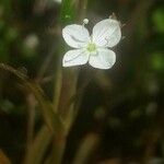 Veronica scutellata Floare