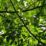 Celtis prantlii Hábito