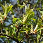 Prunus virginiana Folha