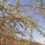 Acacia tortilis Leaf