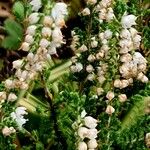 Calluna vulgaris Fleur
