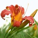 Hemerocallis fulvaFlower