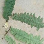 Asplenium platyneuron Folha