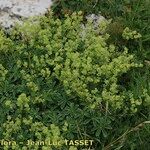 Alchemilla alpigena Habitus