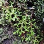 Selaginella denticulata Deilen