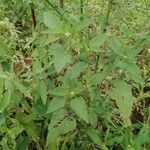 Celosia trigyna Leaf