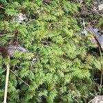 Hymenophyllum tunbrigense Blad