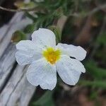 Cistus umbellatus Floare