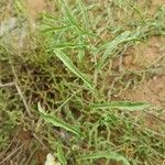 Xenostegia tridentata Folla