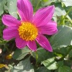 Dahlia tenuicaulis Blomst