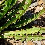 Taraxacum mattmarkense Blad