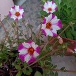 Portulaca umbraticolaപുഷ്പം