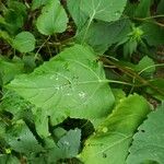 Ageratina altissima Yaprak