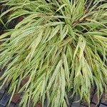 Hakonechloa macra Frunză