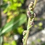 Lactuca serriola പുഷ്പം