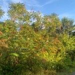 Rhus copallinum Gyümölcs