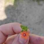 Anagallis arvensisFlower