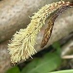 Carex pendula Λουλούδι