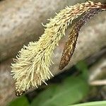 Carex pendula Blomma