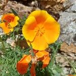 Eschscholzia californica Flower