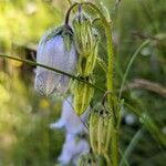 Campanula barbata Outro