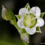 Moehringia macrophylla പുഷ്പം