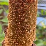 Vachellia karroo Bark