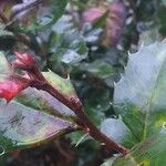 Berberis × neubertii