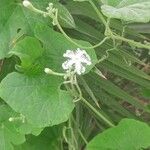 Trichosanthes cucumerina Blüte