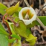 Trichodesma marsabiticum Λουλούδι