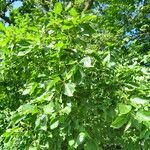 Rhamnus cathartica Агульны выгляд