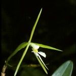 Epidendrum nocturnum Flor