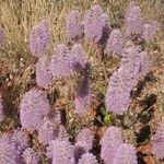 Ptilotus extenuatus Flor