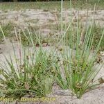 Schoenoplectiella supina Habit