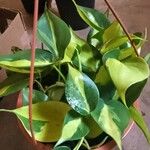 Philodendron cordatum Fuelha