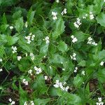 Arabidopsis cebennensis Συνήθη χαρακτηριστικά