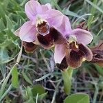 Ophrys tenthredinifera Цвят