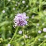 Succisella inflexa Flower