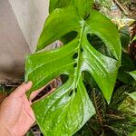 Amydrium medium Leaf