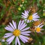 Symphyotrichum laeve Цвят