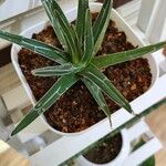 Agave victoriae-reginae Folla