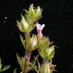 Limnophila sessiliflora Habitus