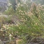 Baccharis sarothroides Hoja