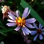 Tripolium pannonicum 花