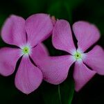 Catharanthus roseus 花