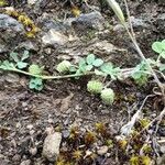 Medicago rigidula ഫലം