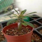 Pachypodium lamerei Φύλλο